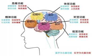 大脑的功能图 大脑功能简略示意图