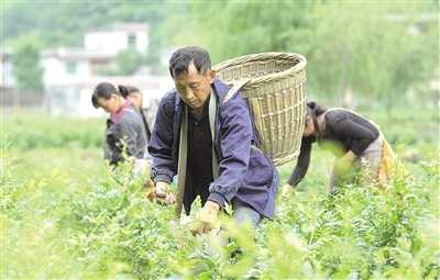 来凤风雅藤茶 藤蔓揉出的美饮——藤茶