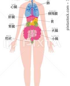 五脏六腑图 五脏六腑